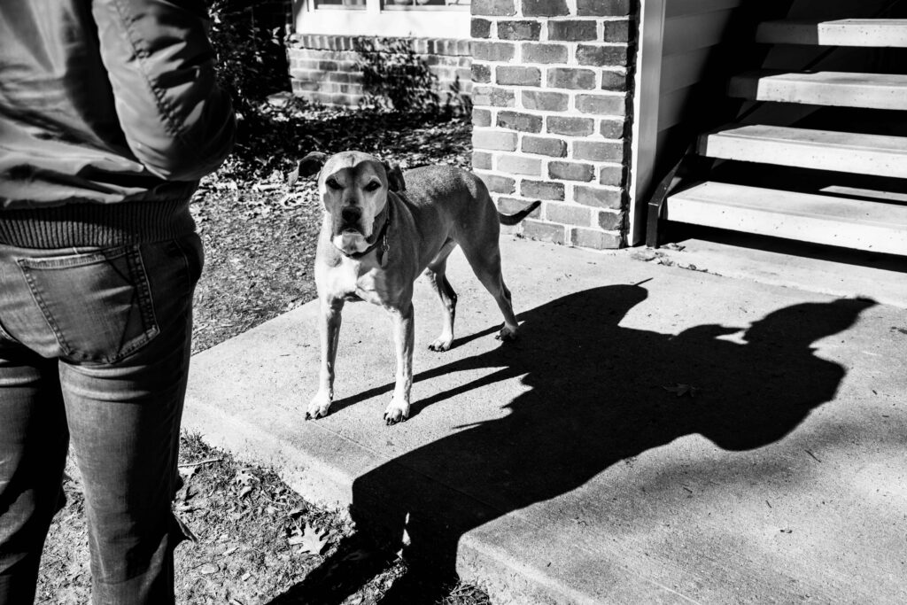 A dog looks at the camera with the shadow of his owner cast on the ground next to him during a family photography session in Fairfax VA